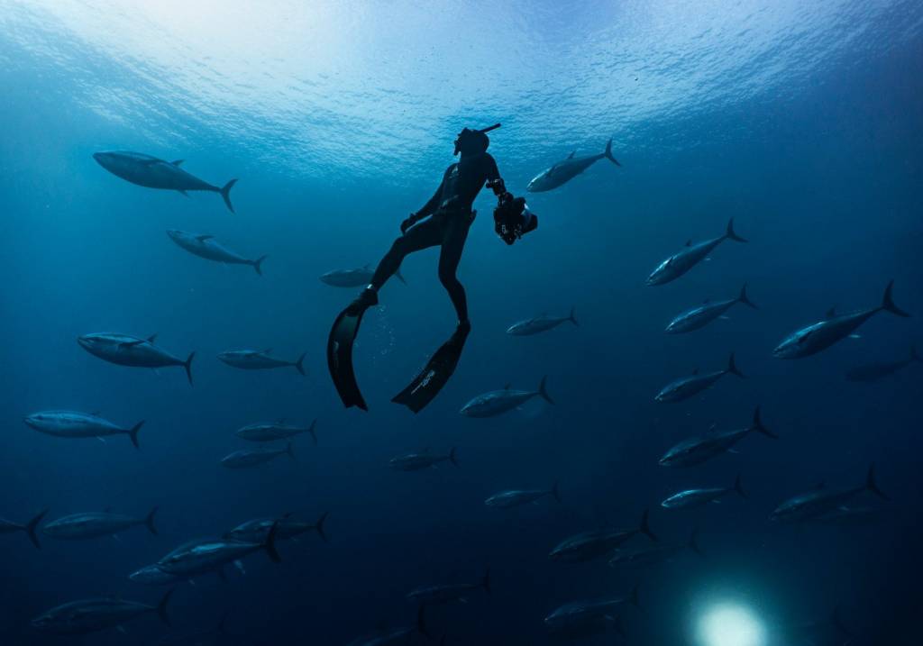 ninepin wetsuit ocean fish