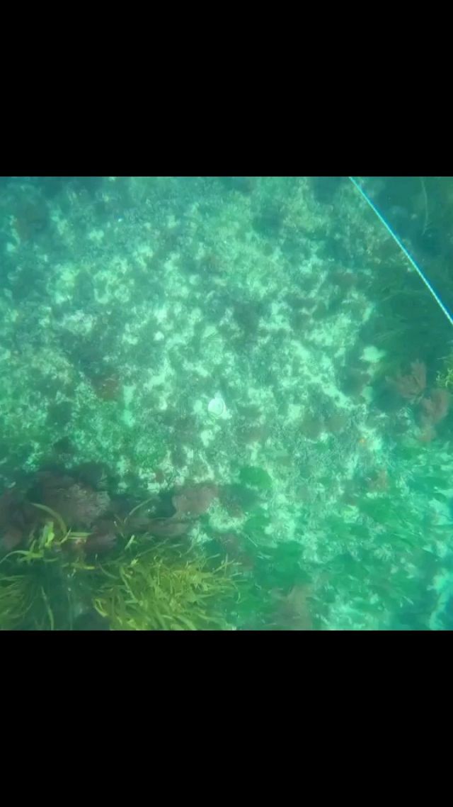 Find the empty ab shells, find the crays 😁
.
📽 @zingfish1