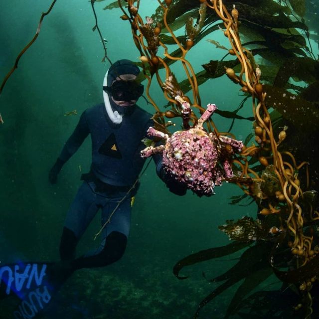 #Repost @nauti.buoys
---
@diving_dyldo  getting some dives in at a popular spot in #SanDiego and loving every minute of it. Seeing so many new critters, it's interesting how many species are so similar to temperature Aus species but slightly different🧐 #froth 
Photo credit 📸 @oftheseaphotography
.
.
.
#diving #freedive #spearfish #spearing #spearo #dive #crab #kelpforest #kelp #wow #loveit #socal #divingsandiego #california #spearamerica #speared #lajolla #photography #underwater